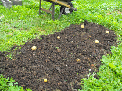 Planting seed potatoes the Ruth Stout way