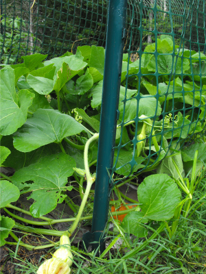 Closeup of young butternut squash fruits