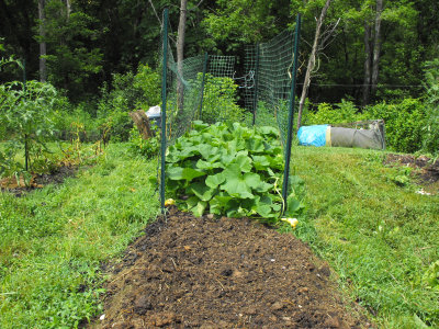 Cage around butternut squash