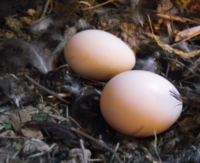 White Cochin eggs