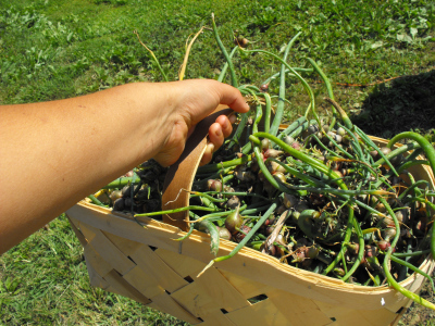 Basket of Egyptian onion top bulbs