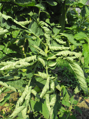 Curled tomato leaf