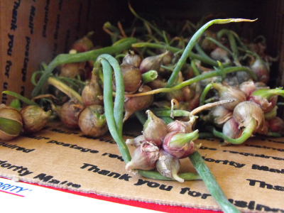 Box o top bulbs