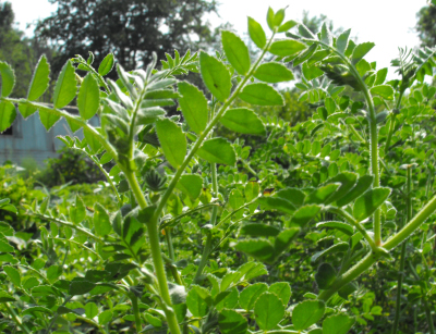 Black Karbouli Garbanzo Bean plants