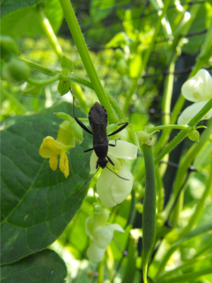 Yellow Indian Bean flower and young fruit