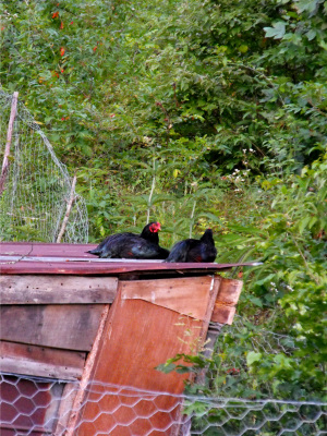 Cockerels roosting on the coop roof