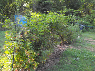 Cultivated blackberry patch