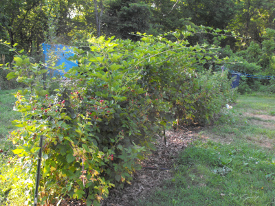 Row of blackberries