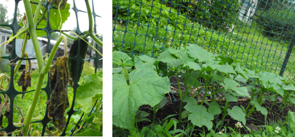 Succession planting cucumbers