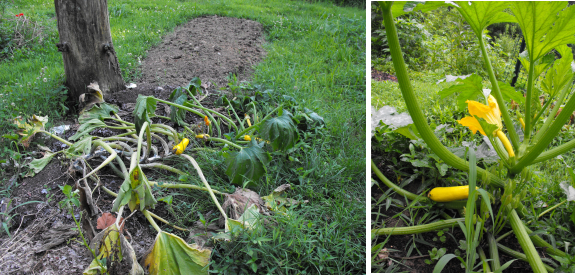 Squash vine borer damage