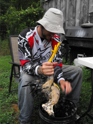 Plucking a chicken