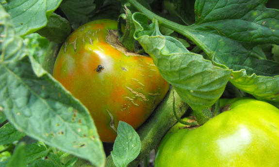 Ripening tomato