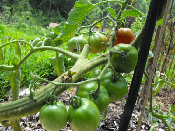 Stupice tomatoes