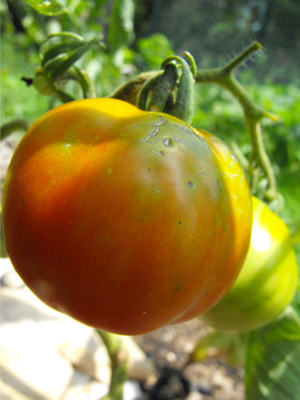 Nearly ripe Stupice tomato