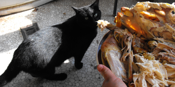 Huckleberry eying a plate of meat