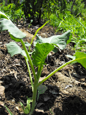 Broccoli seedling