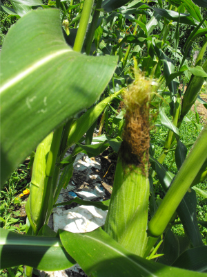 Sweet corn nearly ready to eat