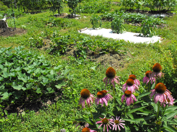 Permanent raised beds with mown aisles