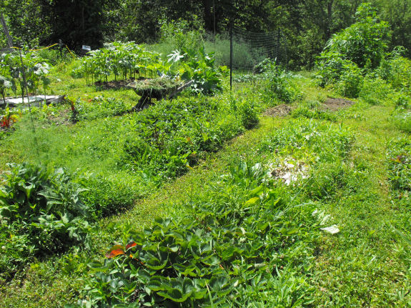 Weedy garden