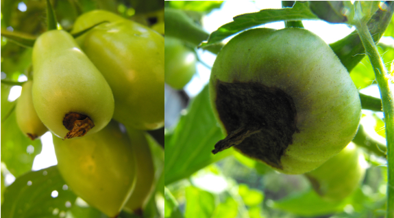 Tomatoes with blossom end rot