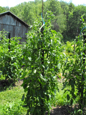 Staked tomato plants