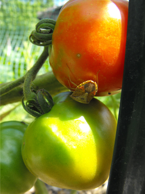 Ripening tomatoes