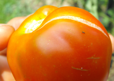 Cracked tomato