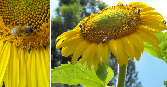 Honeybees pollinating a sunflower