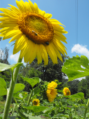 Oilseed sunflower flowers