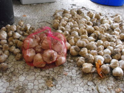 Sorting garlic