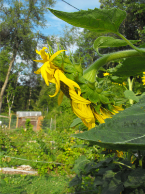 Sunflower and chicken coop