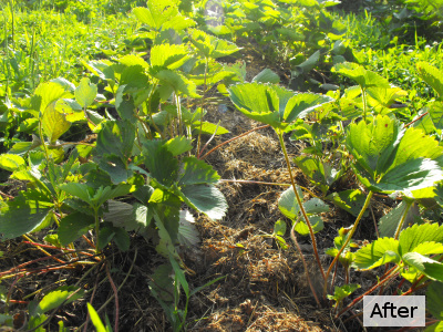 Strawberry bed after renovation