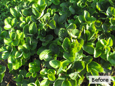 Strawberry bed before renovation