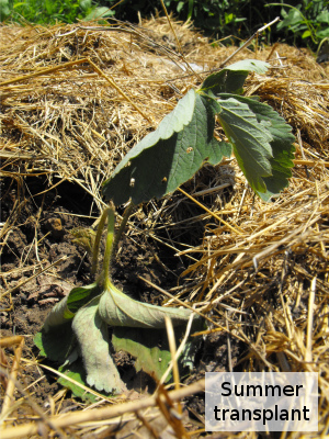 Summer strawberry transplant