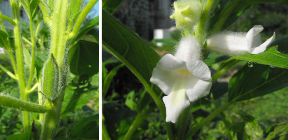 Sesame flowers and pods