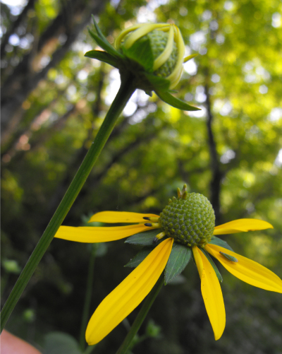 Woodland sunflower