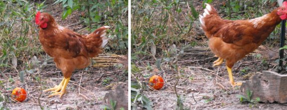 chicken meets tomato