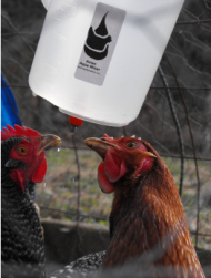 Chicken waterer