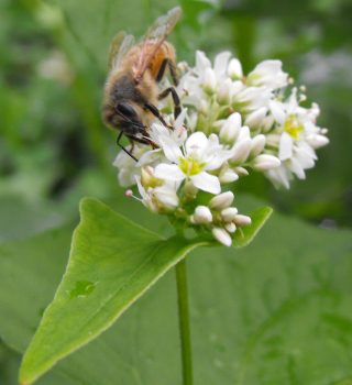 Honeybee on buckwheat flower