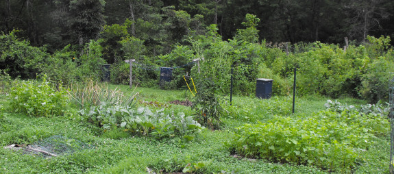 Buckwheat cover crop