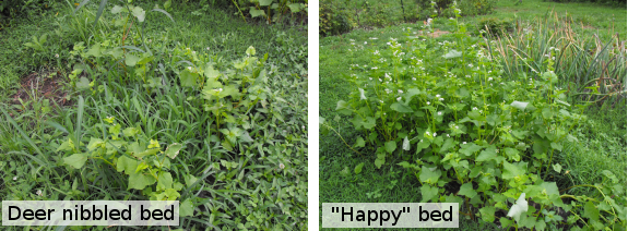 Buckwheat bed damaged by deer compared to undamaged bed.