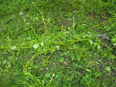 Mowed down bed of buckwheat