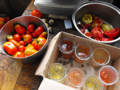 Tomato seed saving setup