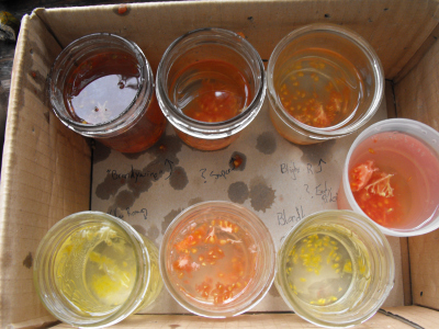 Fermenting tomato seeds