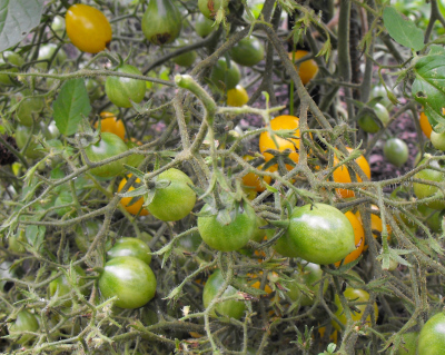 Blondkopfchen tomatoes