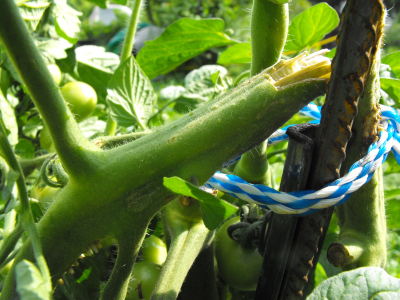 Cracked tomato stem