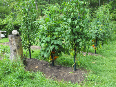 Pruned tomatoes