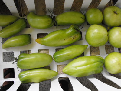 Italian San Rodorta tomatoes