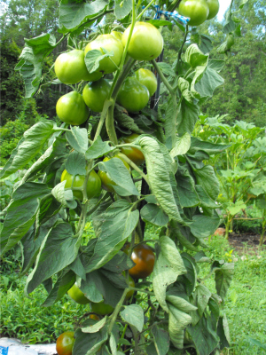 fresh tomato image on the vine