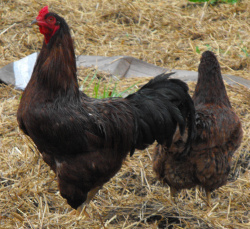 Buckeye chickens